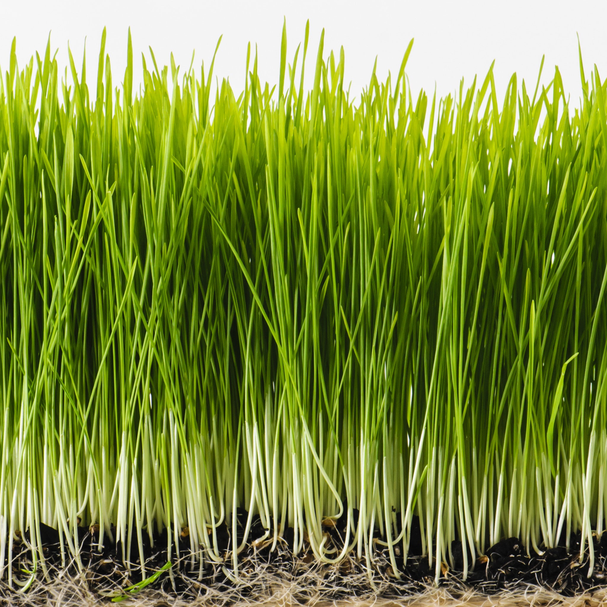 organic wheat seed for planting Sproutman's® Organic Wheatgrass Sprouting Seeds (2 Lbs)