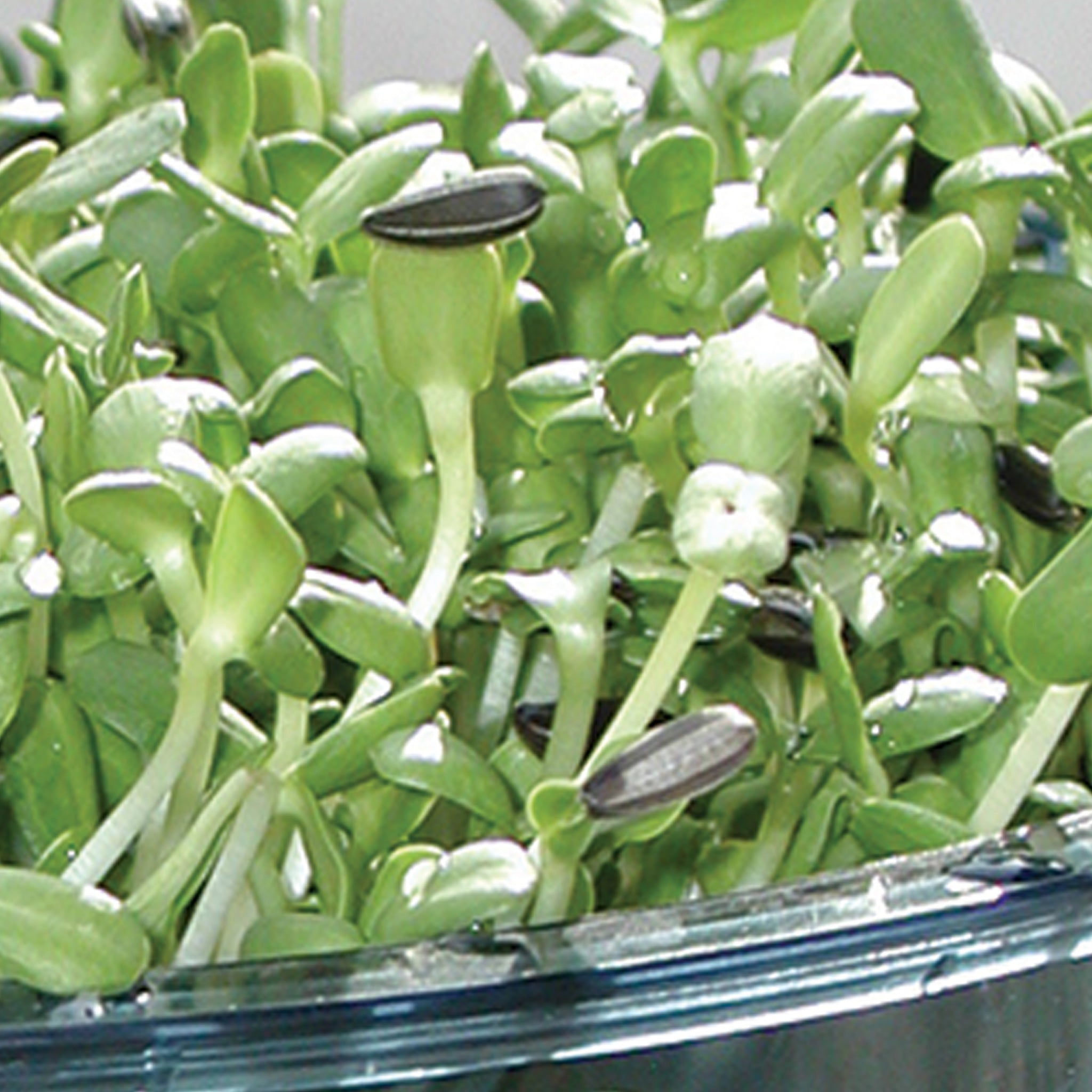 sprouting sunflower seeds for planting Sproutman's® Organic Sunflower Sprouting Seeds (16 oz)
