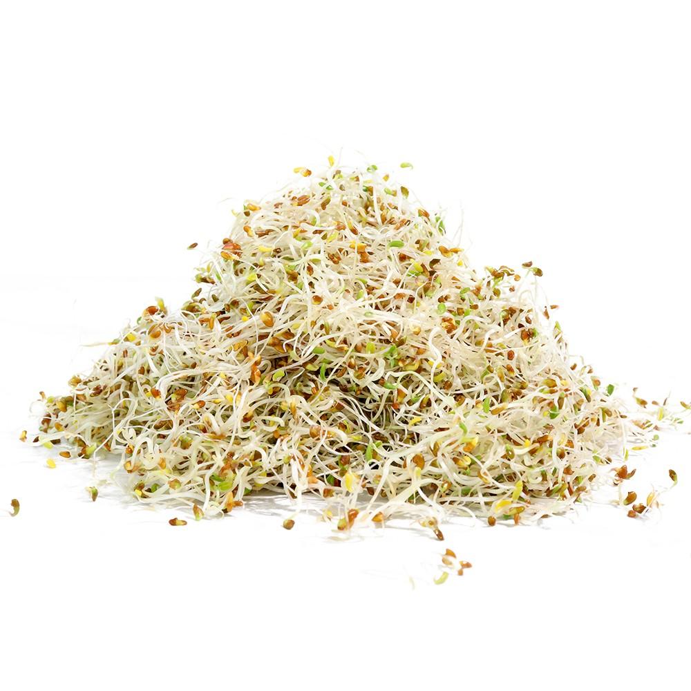 Sproutman's Organic Alfalfa Sprouting Seeds (16 oz) SEEDBS05 - Tribest