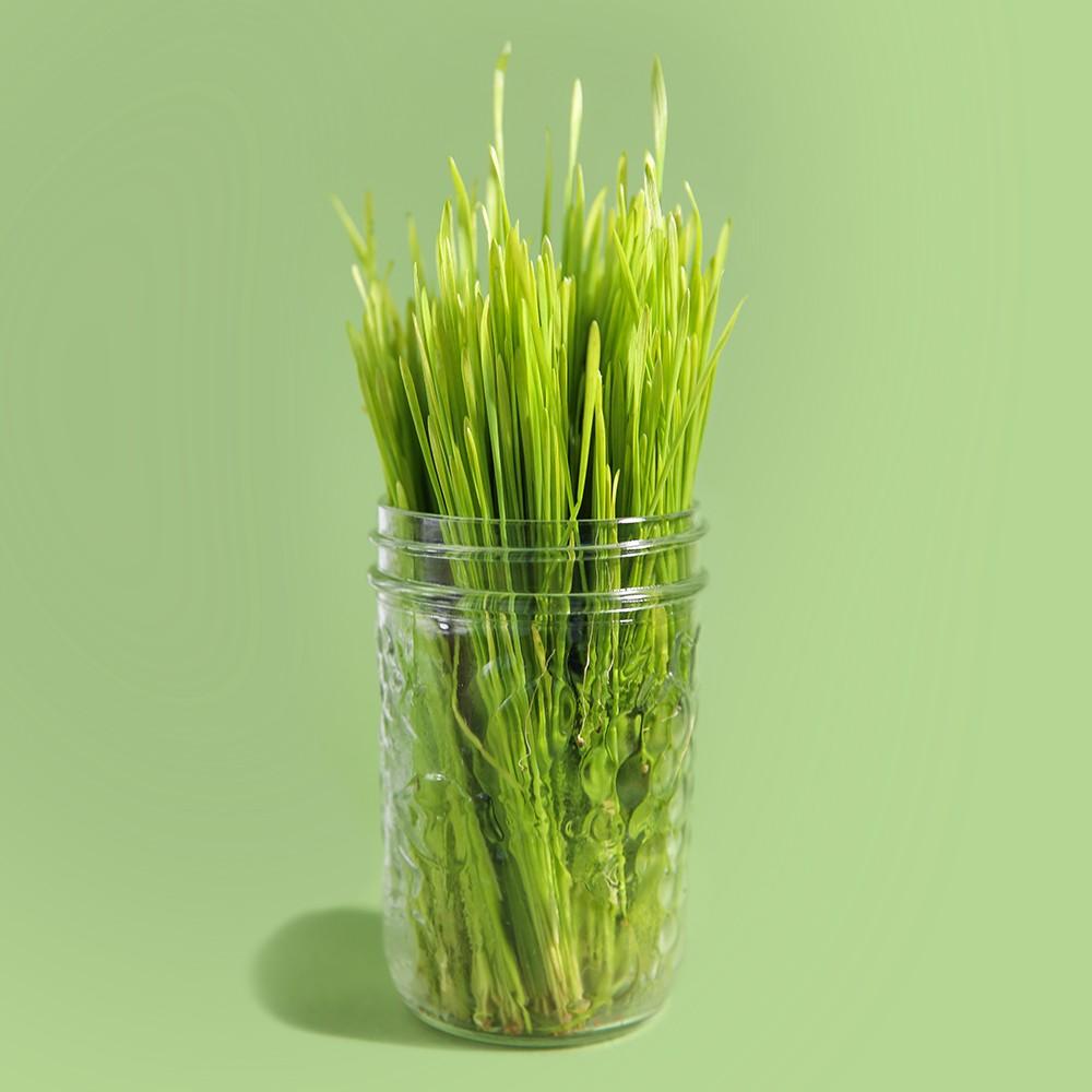 Sproutman's Organic Wheatgrass Sprouting Seeds (2 Lbs) - Tribest